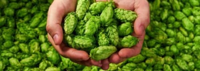 Best hops for your Summer – Fall beer