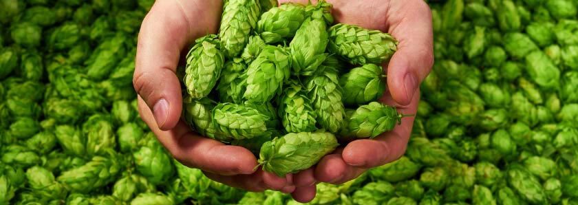 Các chủng hops cho công thức bia mùa hè – thu